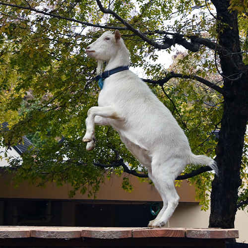 Bocadillos de maracuyá