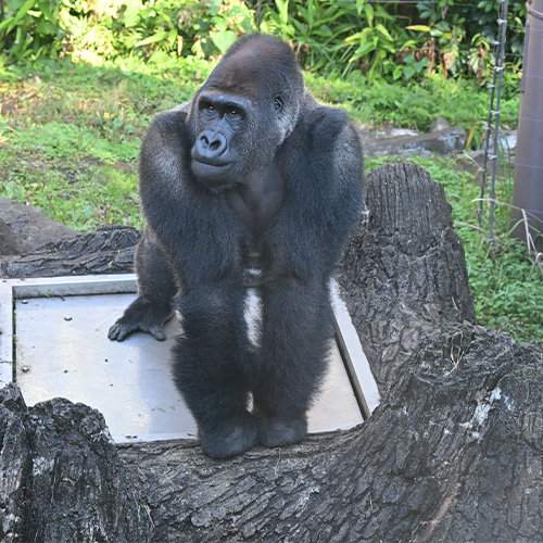 Gentaro visita el parque