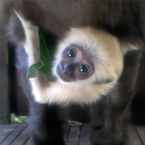 La cría de gibón de manos blancas se está volviendo más activa