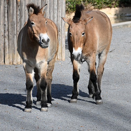El caballo de Przewalski en el punto de mira en 2026