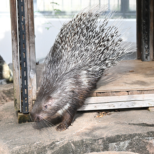 Puercoespín crestado africano holgazaneando