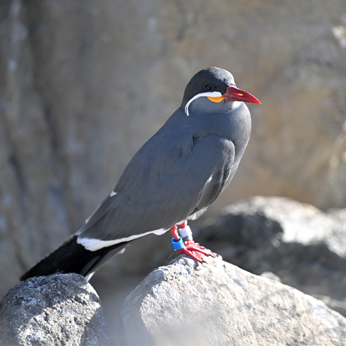¿Charrán inca con bigotes blancos?
