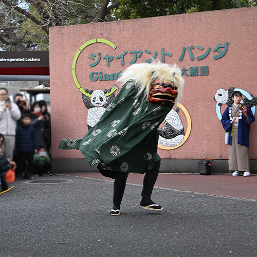 Zoológico de Ueno, Año Nuevo 2026