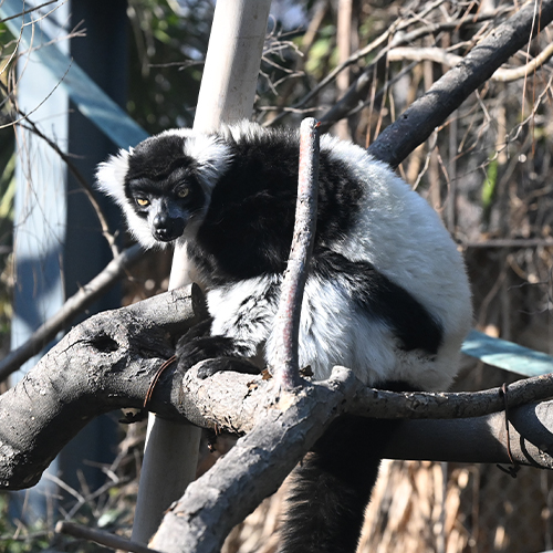 クロシロエリマキキツネザルの鳴き声