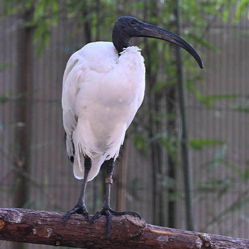 Ibis sagrado africano en el zoológico de Ueno