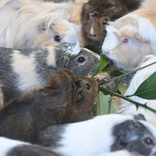 Hora de comer a los conejillos de indias