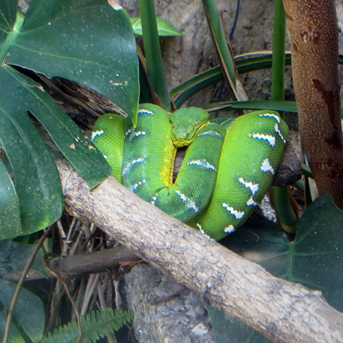 枝の上のエメラルドツリーボア