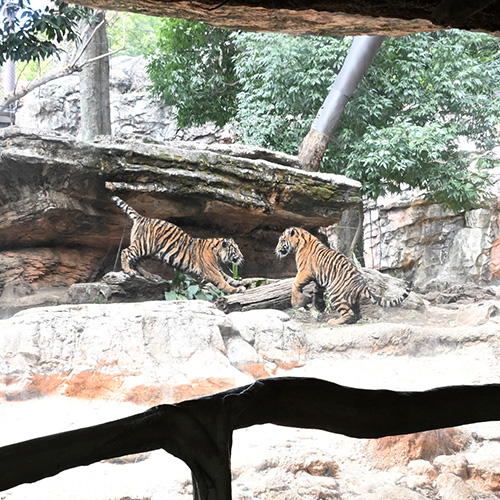 屋外運動場のスマトラトラ2頭。お互いに正面から向き合っている