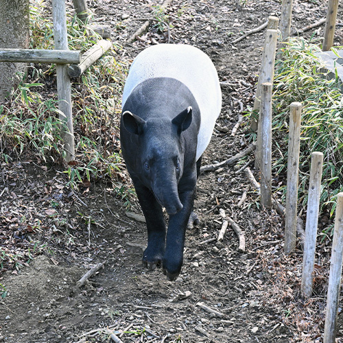 屋外のマレーバク2頭。正面から撮影