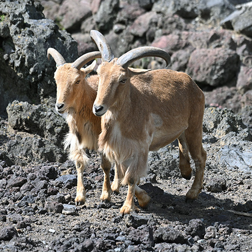屋外のバーバーリーシープ2頭