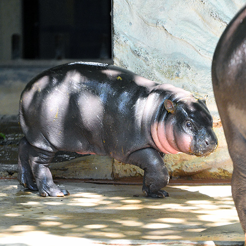 コビトカバの子どもを横から撮影。写真右端には母親のお尻がわずかに見える
