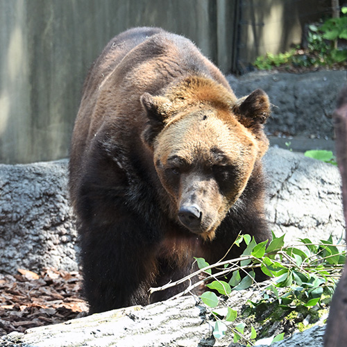 エゾヒグマ1頭。ほぼ正面から撮影