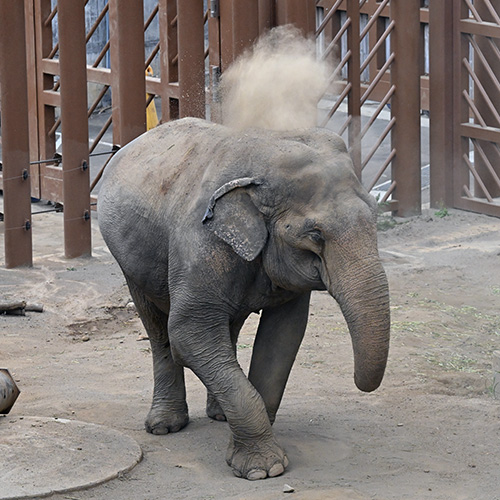 屋外の砂地の上のアジアゾウ「アヌーラ」。鼻で背中に吹き上げた砂が浮いて写っている