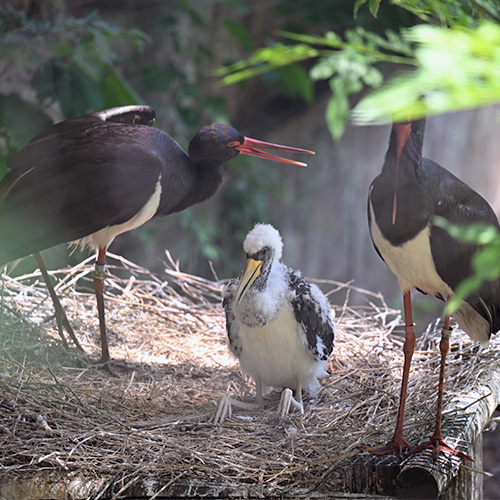 巣の上に立つナベコウの親鳥2羽。その間にふわふわの羽毛のひながいる。