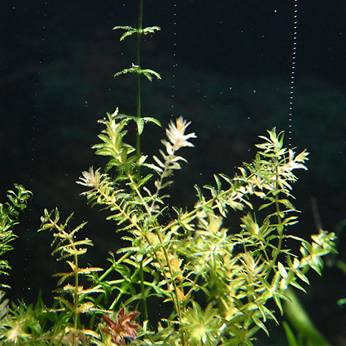 水槽の中の水草
