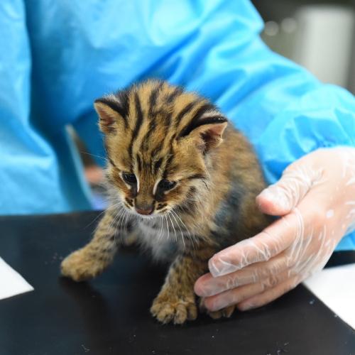 青い防護服と手袋を着けた飼育係に支えられながら、台の上でアムールヤマネコの子どもが離乳食を与えられている。
