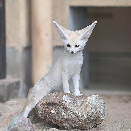 白っぽい毛並みと大きな耳、黒い瞳が特徴的なフェネックの子どもが、展示場の石に前脚を乗せて体を伸ばして立っている。