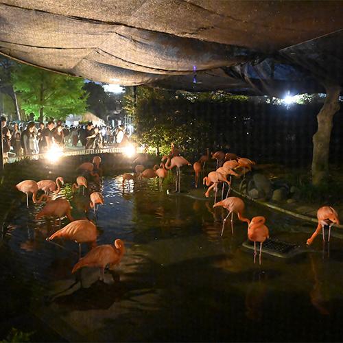夜の展示場の池で、フラミンゴたちが水に入ったり歩いたりしている。