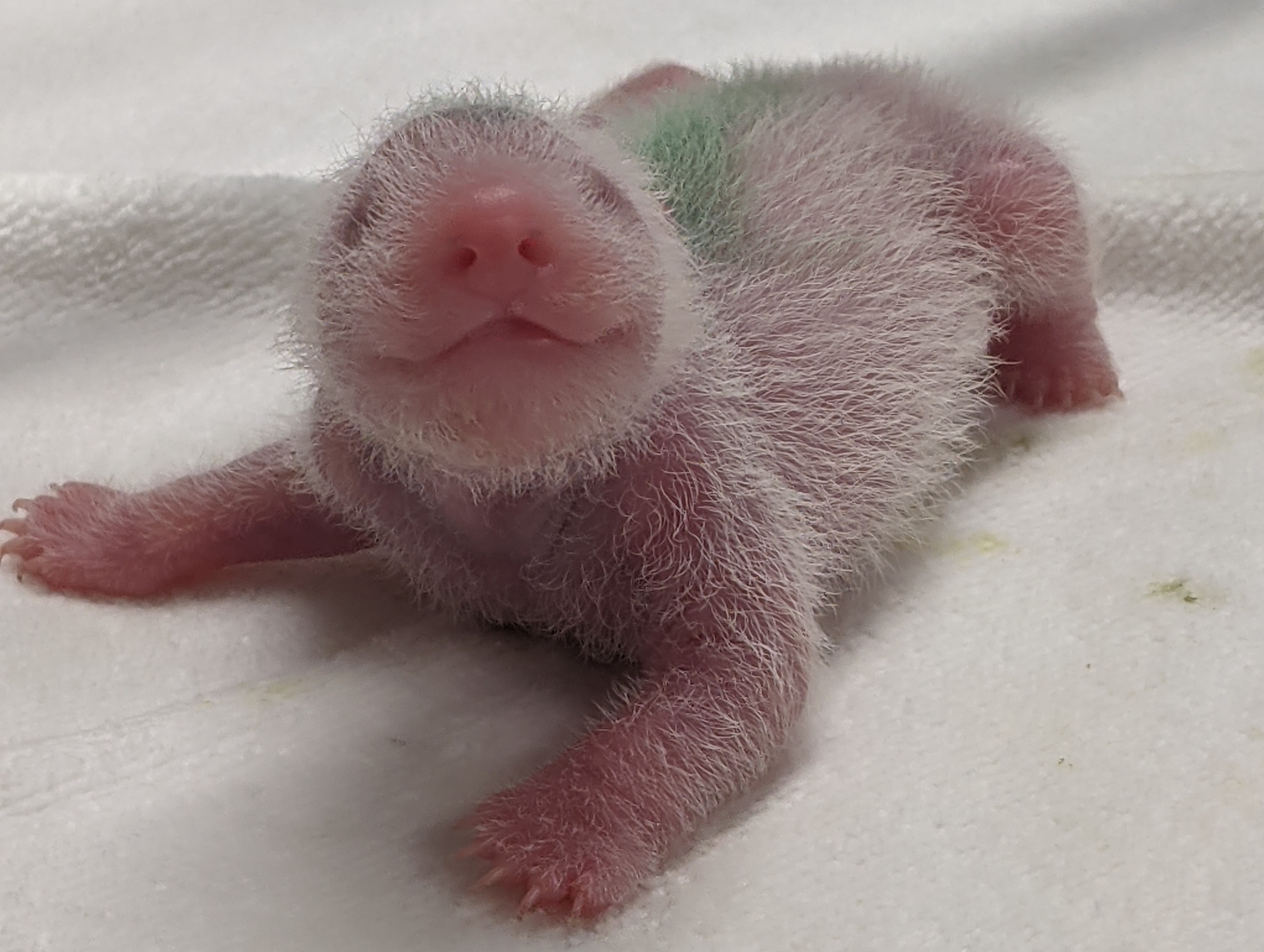 生後３日目のジャイアントパンダ