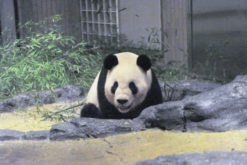2011年に来園したリーリー