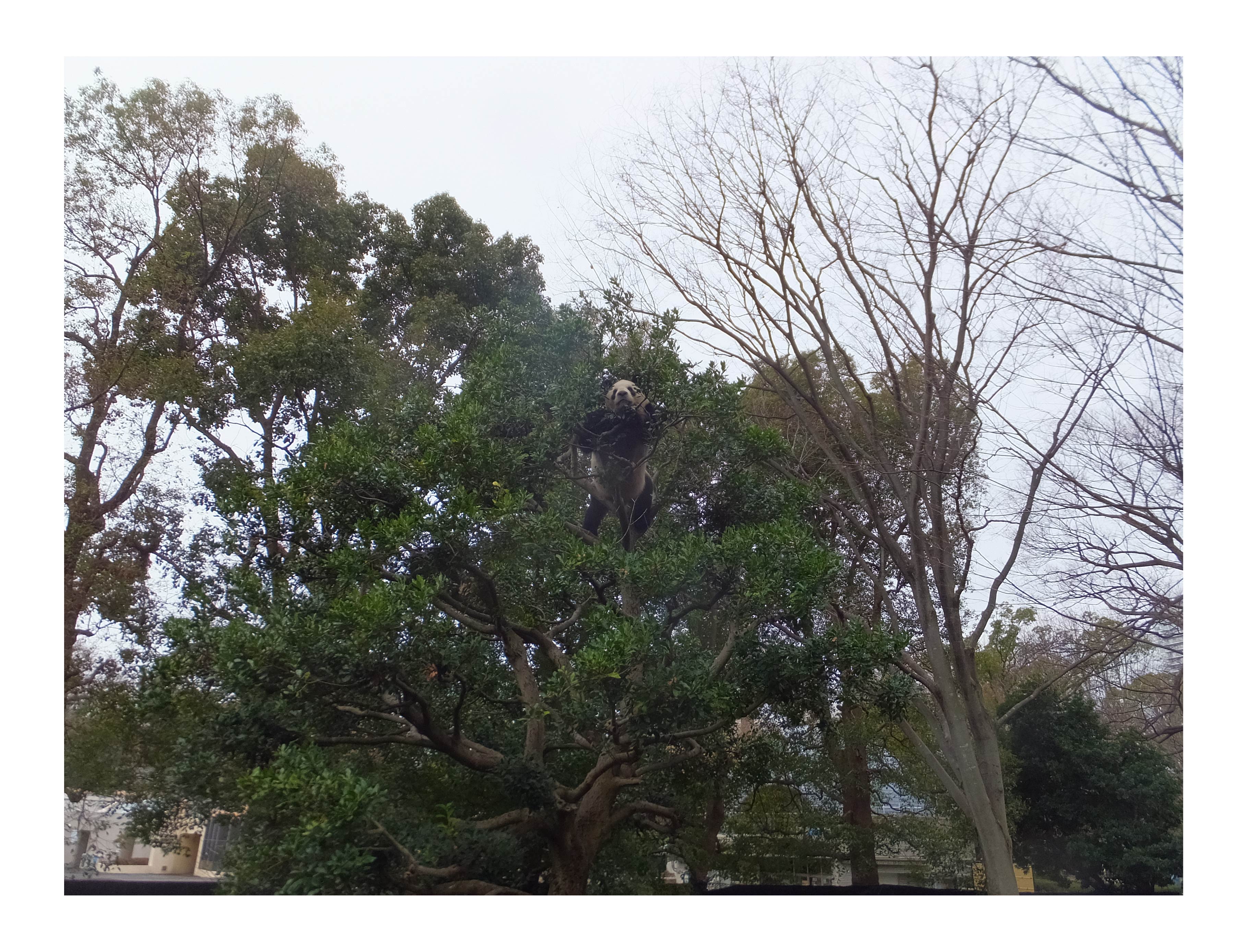 木の上で休息するジャイアントパンダ