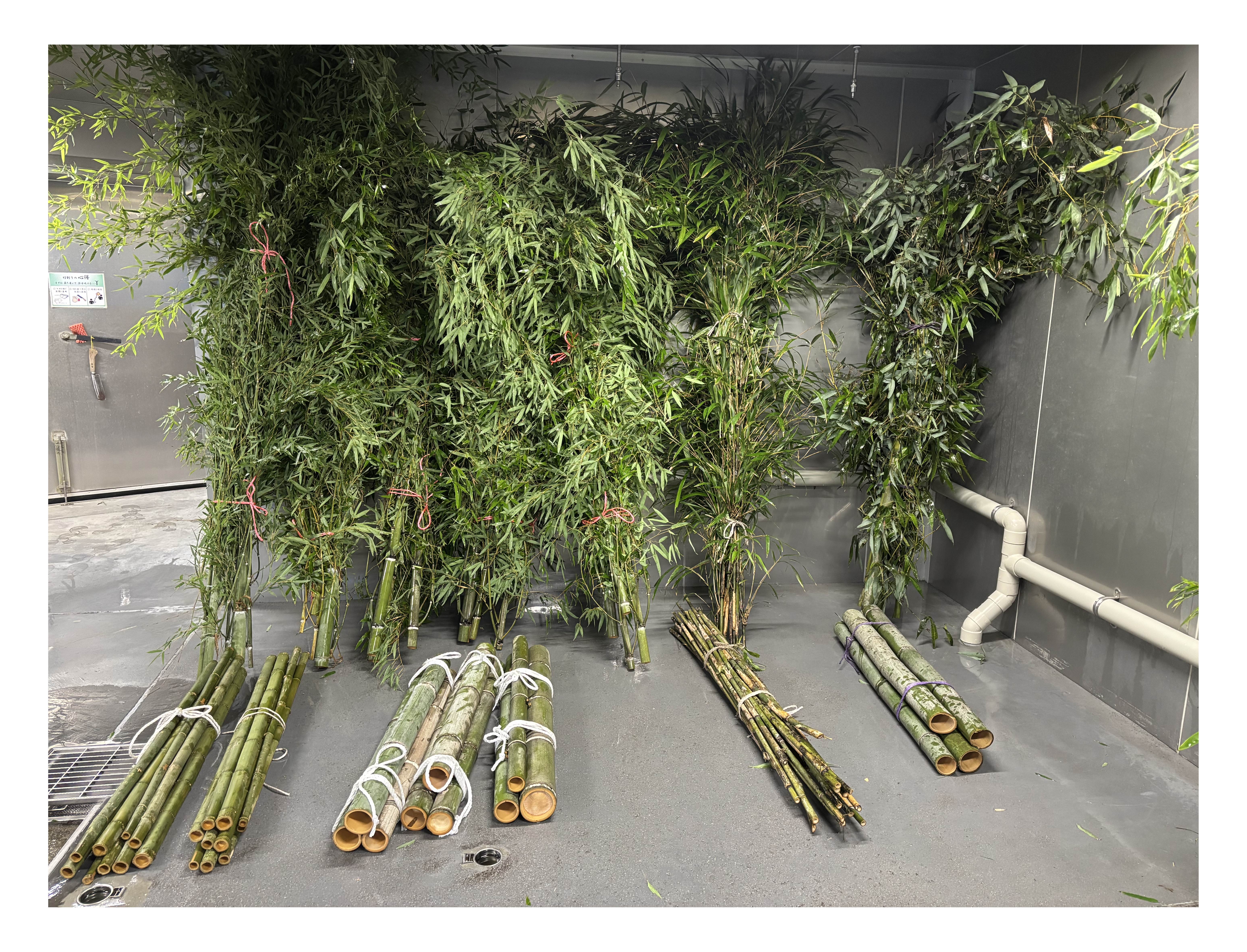 動物園で与えているタケ