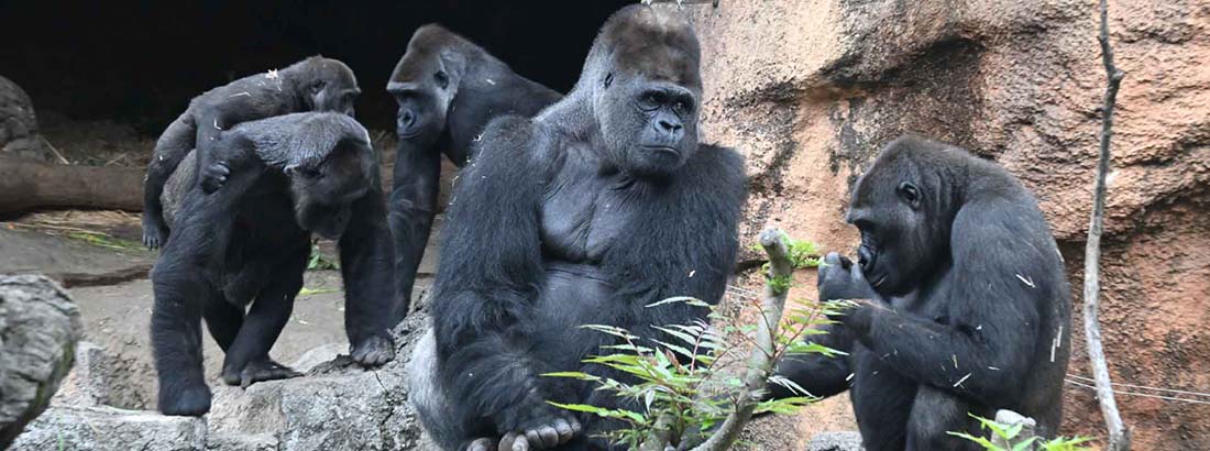 แพนด้ายักษ์