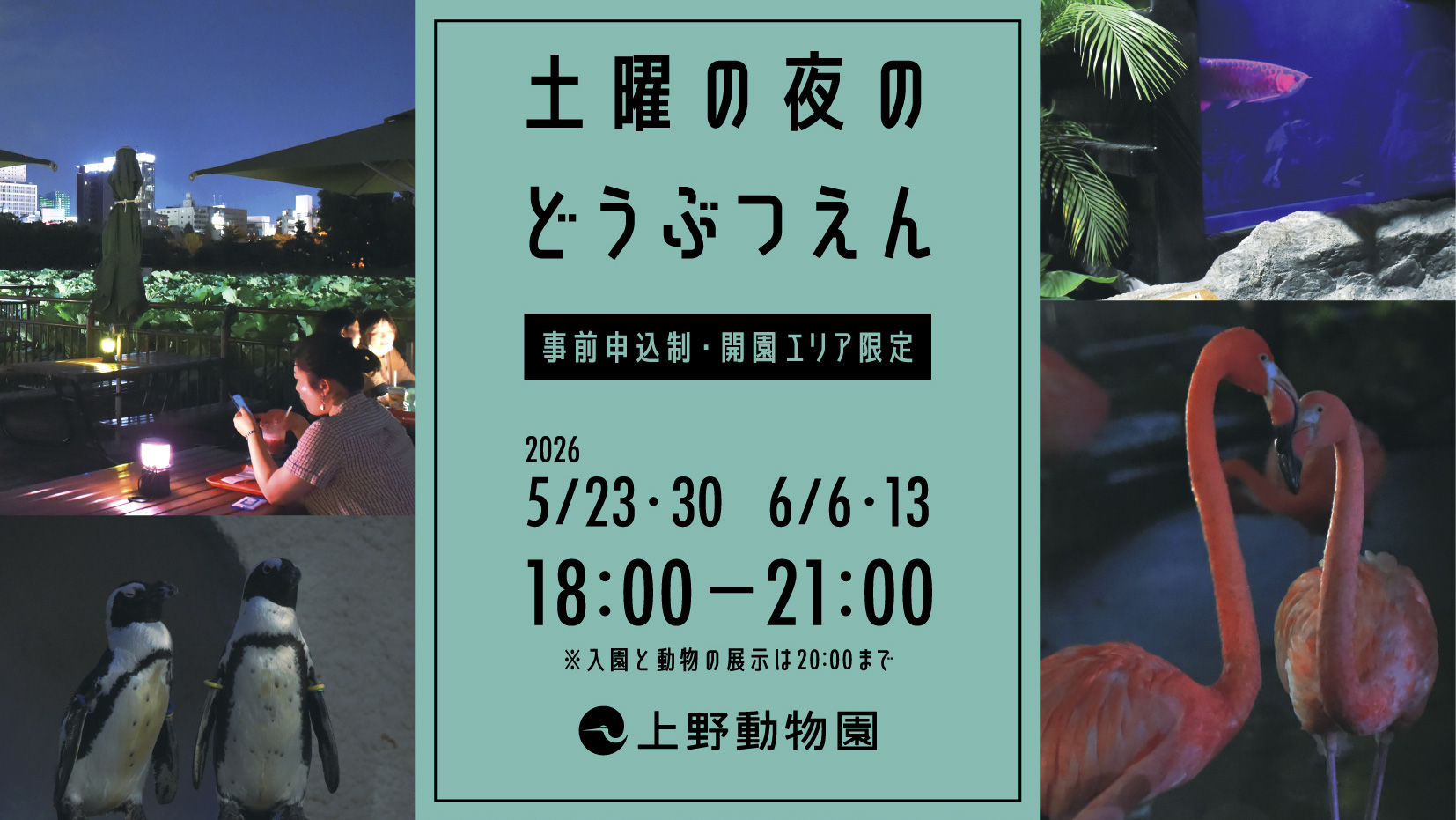「土曜の夜のどうぶつえん」を紹介する告知デザイン。薄暗いなかの動物たちの写真とイベントタイトルが配置されている。