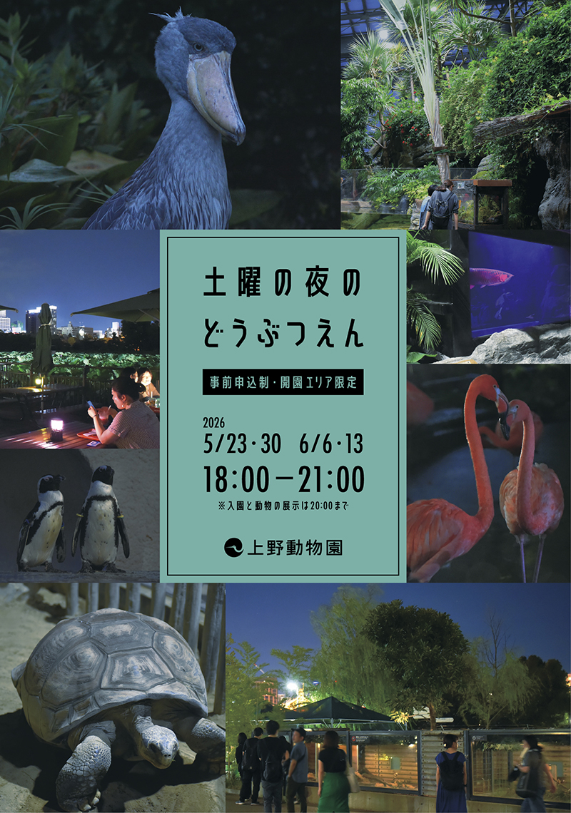 土曜の夜のどうぶつえん」を開催します | 上野動物園