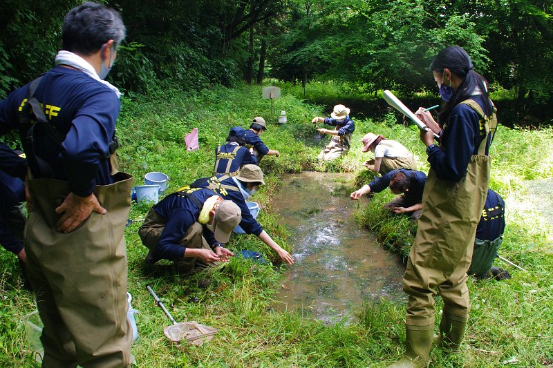 アカハライモリ