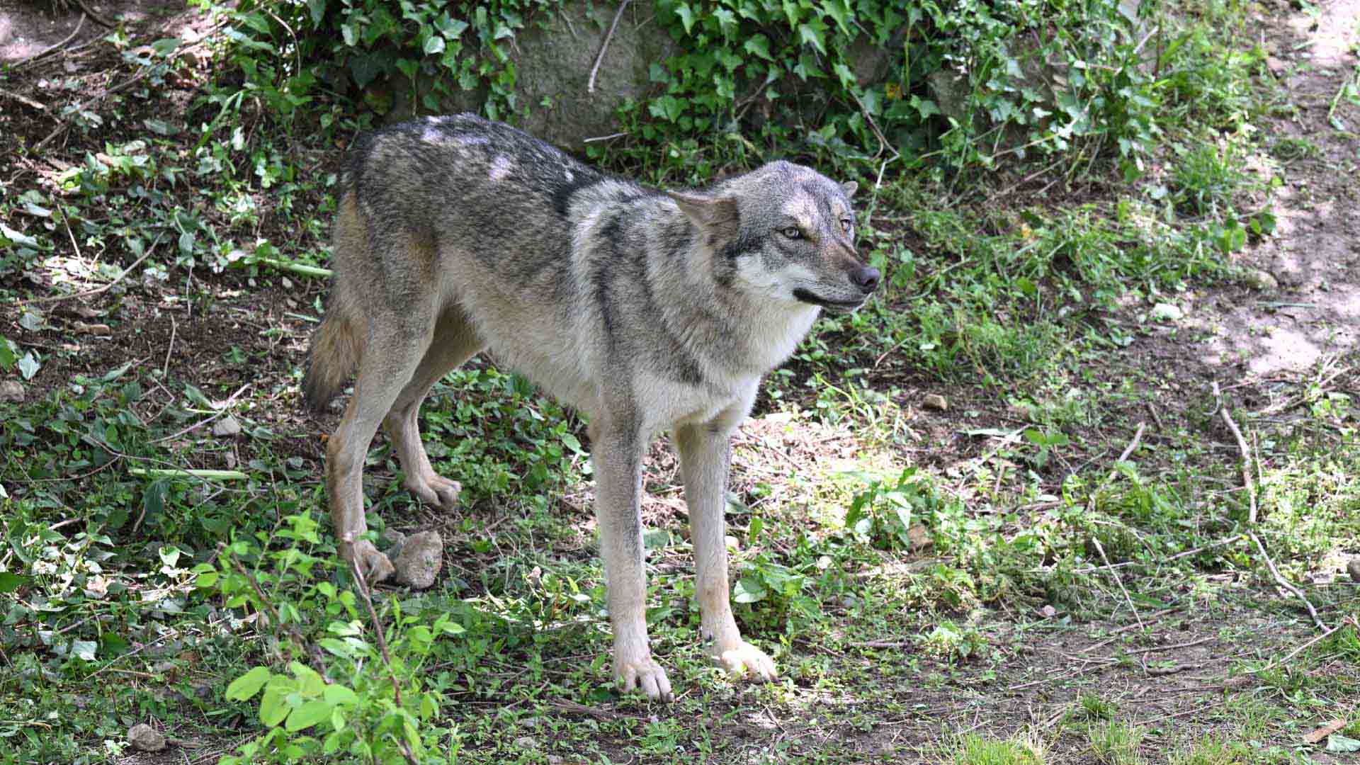 タイリクオオカミ