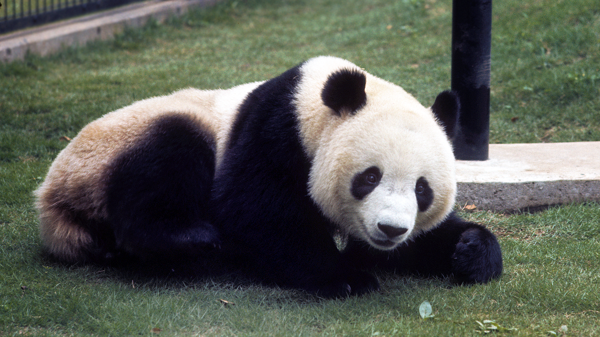 ジャイアントパンダ