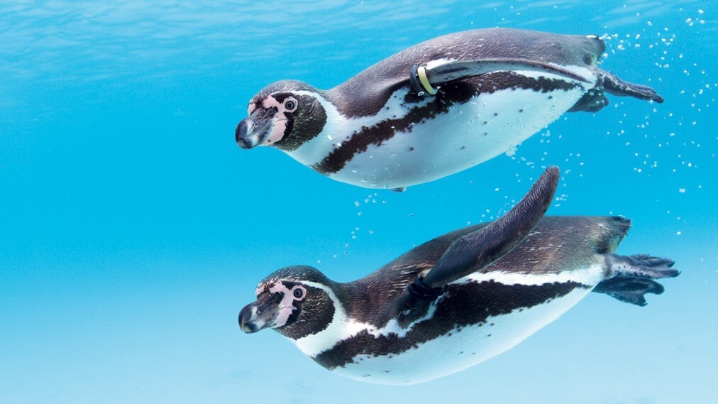 フンボルトペンギン