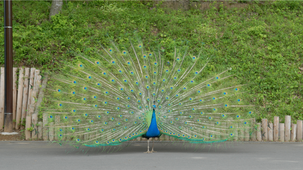 インドクジャク