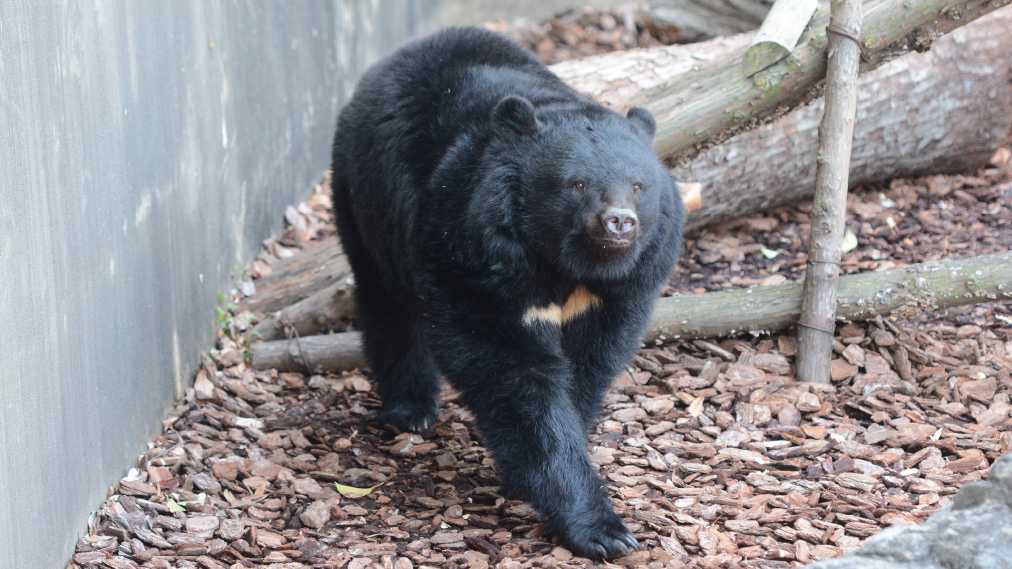 ニホンツキノワグマ