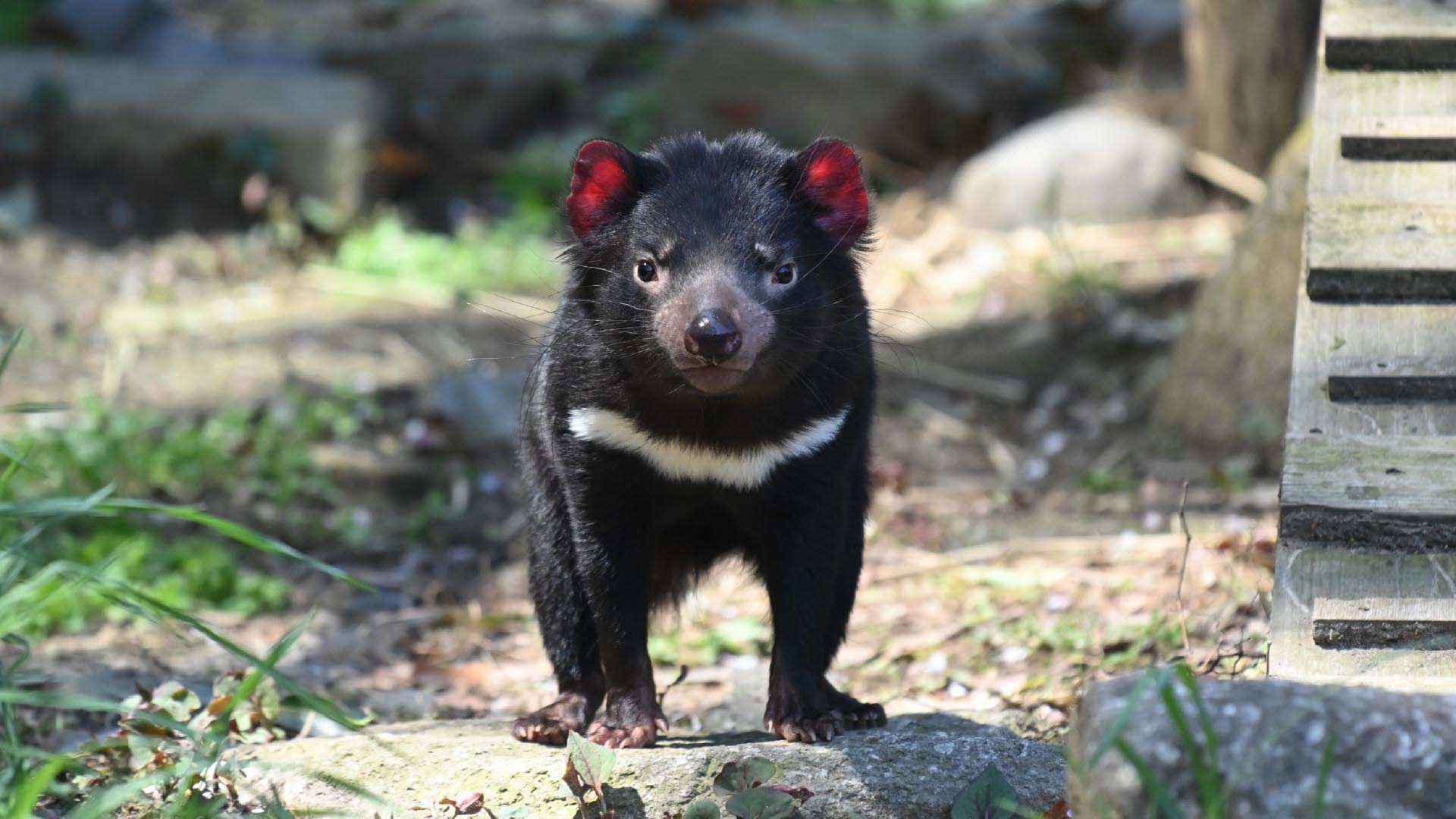 タスマニアデビル