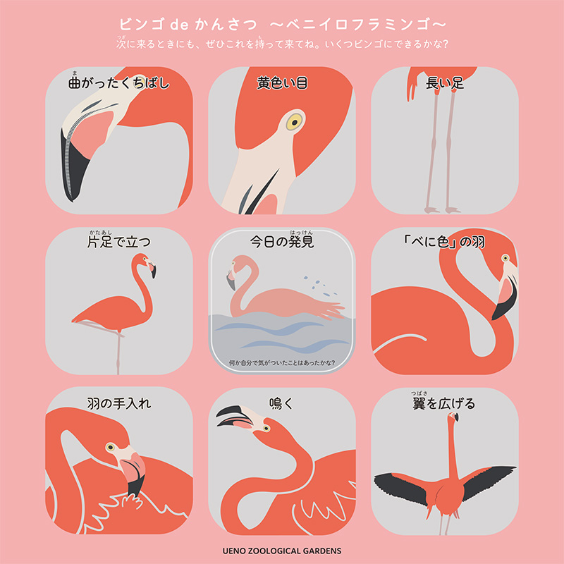 ビンゴdeかんさつ ～ベニイロフラミンゴ編～