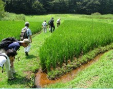 メダカ調査の様子（田んぼ）