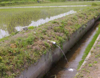 コンクリート化された水路①