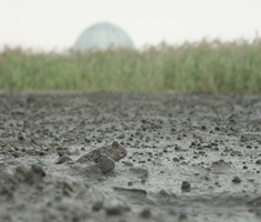 水族園のドームとトビハゼ