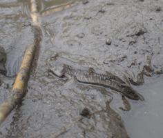 泥干潟にくらすトビハゼ