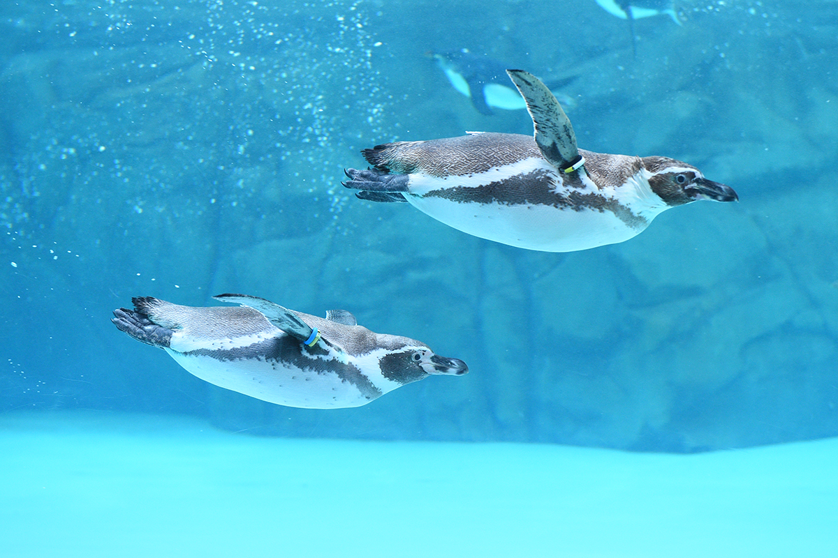 フンボルトペンギン