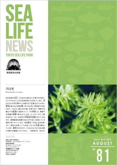 通巻81表紙