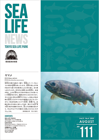 通巻111表紙