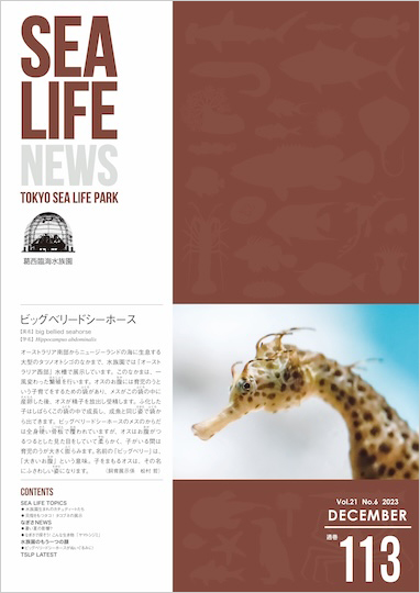 通巻113表紙