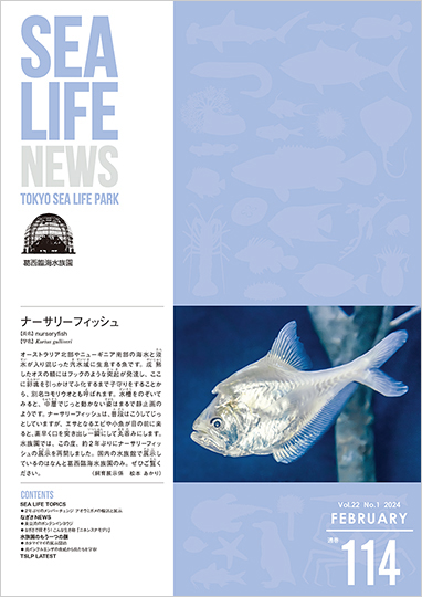 通巻114表紙