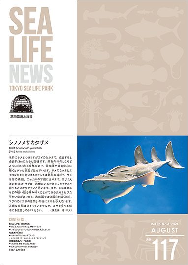 通巻117表紙
