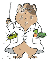 モルモット博士