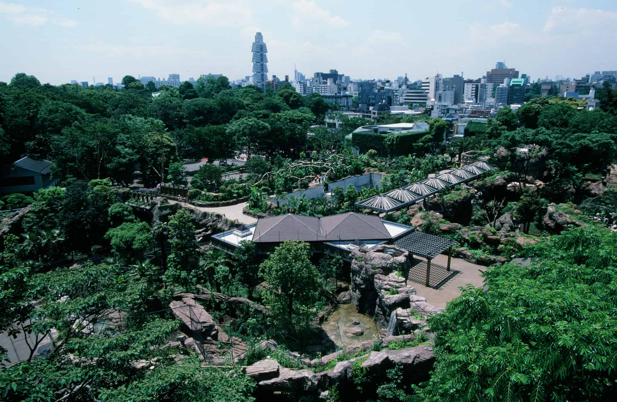 ゴリラ・トラのすむ森