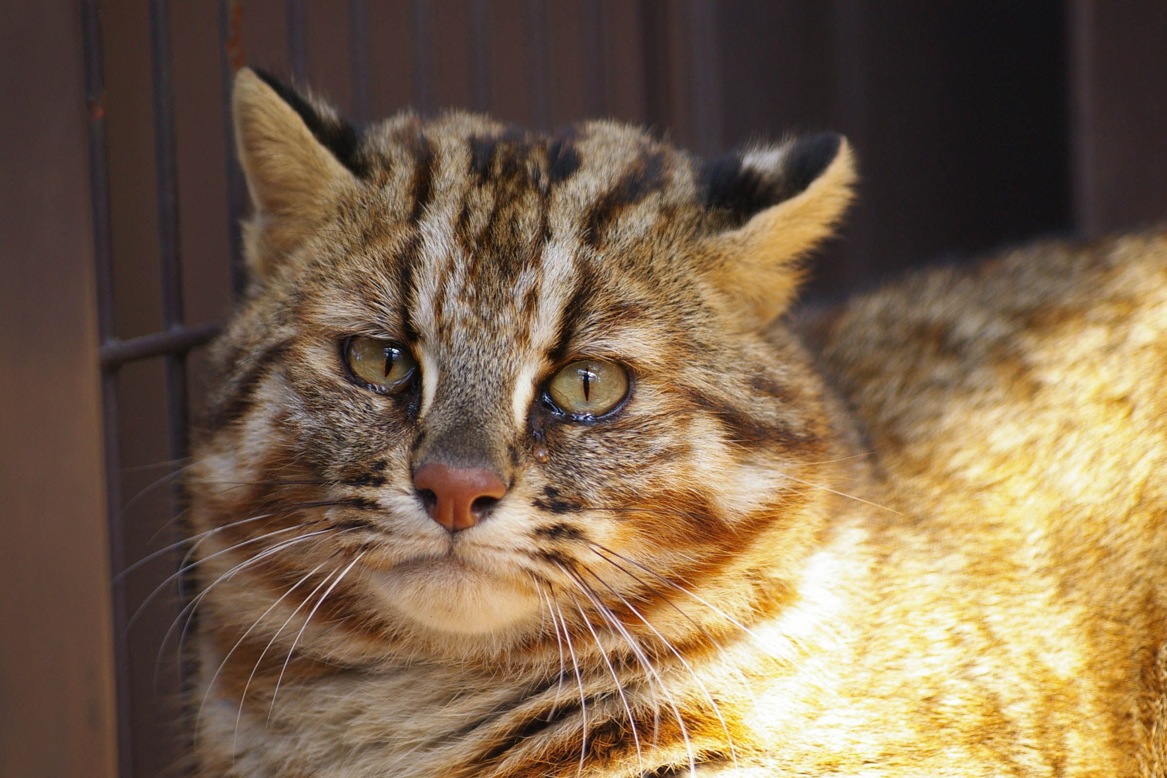 ツシマヤマネコ